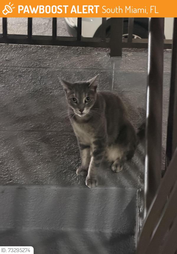 Found/Stray Male Cat last seen Near sw 67 th ave Miami FL 33155, South Miami, FL 33143