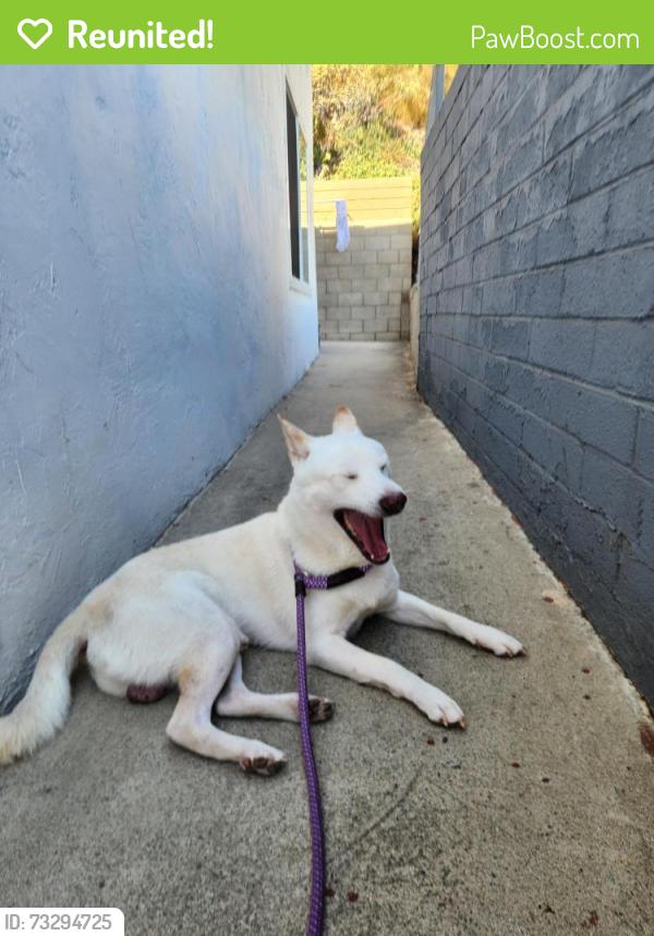 Reunited Male Dog last seen San Diego Ave and California Street, San Diego, CA 92110