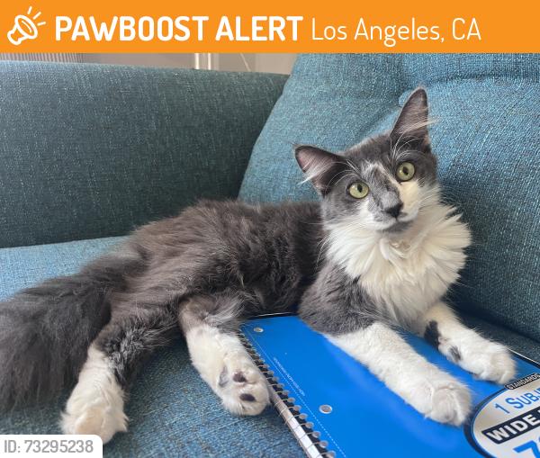 Found/Stray Female Cat last seen In Westwood, Eastborne Ave. & Pandora, Los Angeles, CA 90024