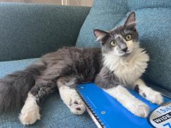 Found/Stray Female Cat last seen In Westwood, Eastborne Ave. & Pandora, Los Angeles, CA 90024