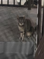 Found/Stray Male Cat last seen Near Sw 67th ave, South Miami, FL 33143
