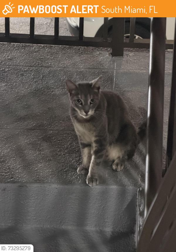 Found/Stray Male Cat last seen Near Sw 67th ave, South Miami, FL 33143