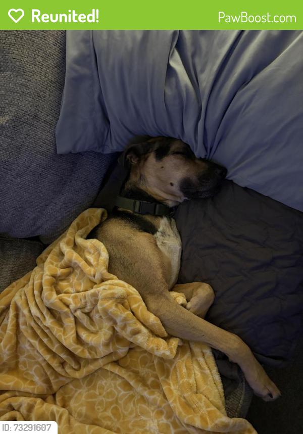 Reunited Male Dog last seen Dartmoore lane by the sod farm, Hoke County, NC 28376