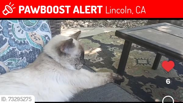 Lost Female Cat last seen Ferrari, Lincoln, CA 95648