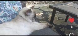Lost Female Cat last seen Ferrari, Lincoln, CA 95648