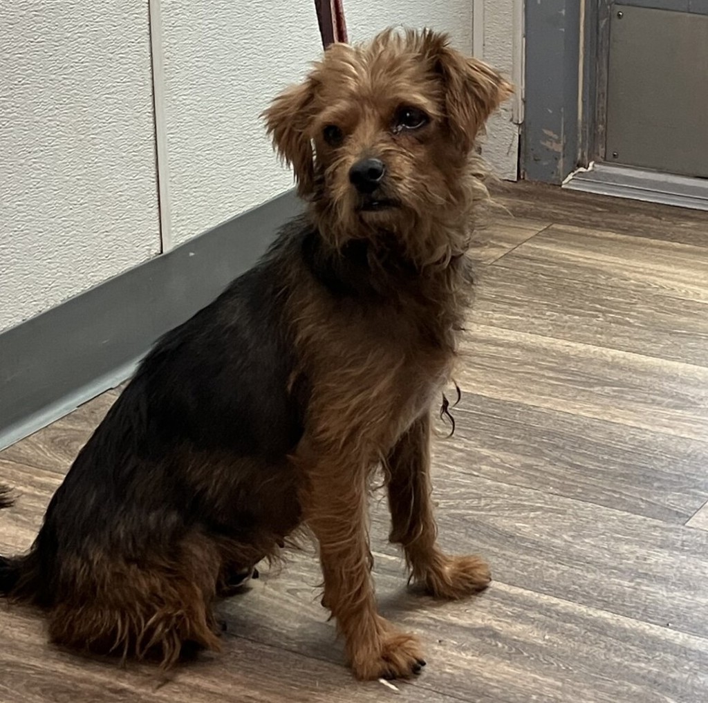 Shelter Stray Female Dog last seen Near Via De La Amistad, San Diego, CA, 92154, 5500 Gaines St, San Diego, CA 92110, USA
