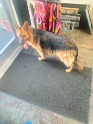 Reunited Female Dog last seen Riverside Dr, Riverside Plaza, Riverside, CA 92506