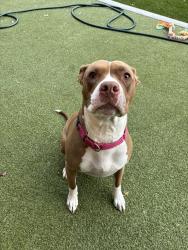 Shelter Stray Female Dog last seen Near Fletcher Parkway, El Cajon, CA, 92020, El Cajon, CA 92020, USA