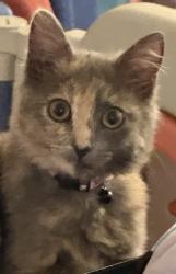 Reunited Female Cat last seen Wilshire/robertson, Beverly Hills, CA 90211