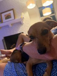 Reunited Female Dog last seen Sylvania and Little Page, Fredericksburg, VA 22401