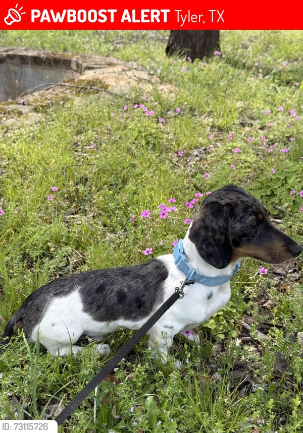 Lost Male Dog last seen Lamont drive, Tyler, TX 75708