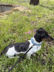 Lost Male Dog last seen Lamont drive, Tyler, TX 75708