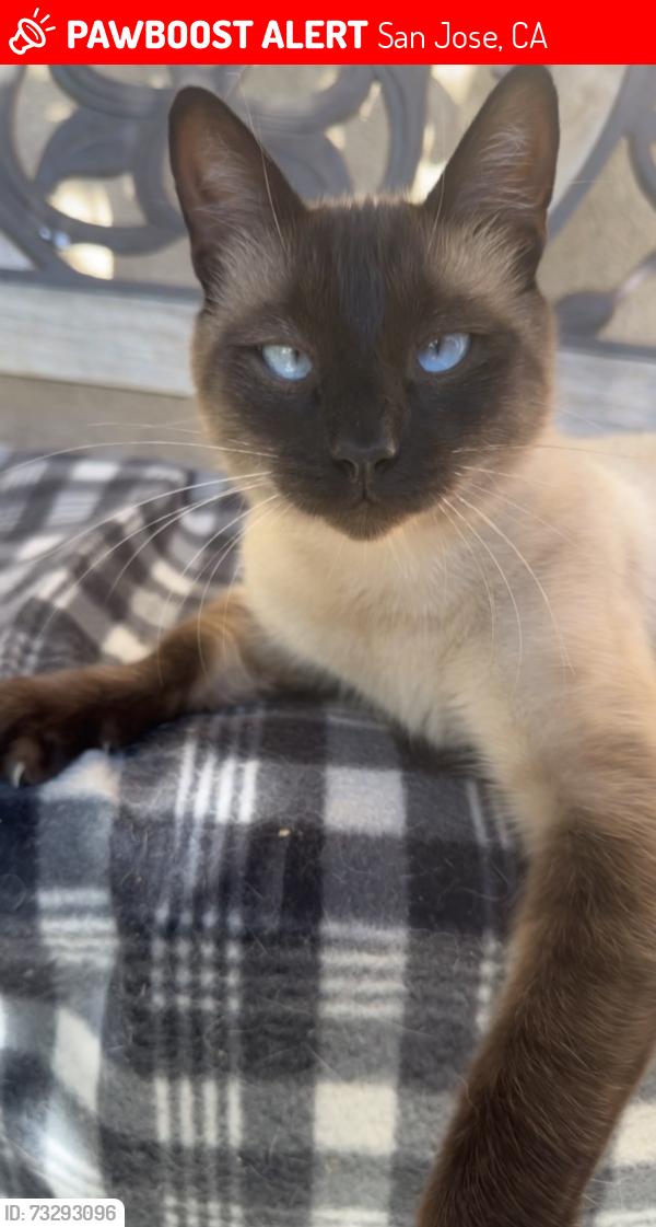Lost Male Cat last seen Great Oaks Drive/ Grey Ghost Av, San Jose, Ca, San Jose, CA 95111