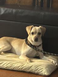 Lost Male Dog last seen Chapman ave, Garden Grove, CA 92840