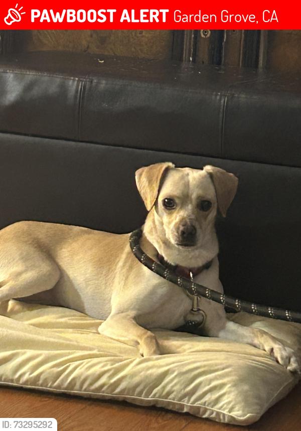Lost Male Dog last seen Chapman ave, Garden Grove, CA 92840