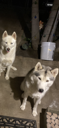 Reunited Female Dog last seen Near Goodyear St, San Diego, CA 92113, USA, San Diego, CA 92113