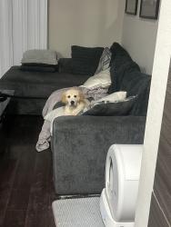Reunited Female Dog last seen 3rd avenue south, St. Petersburg, FL 33701