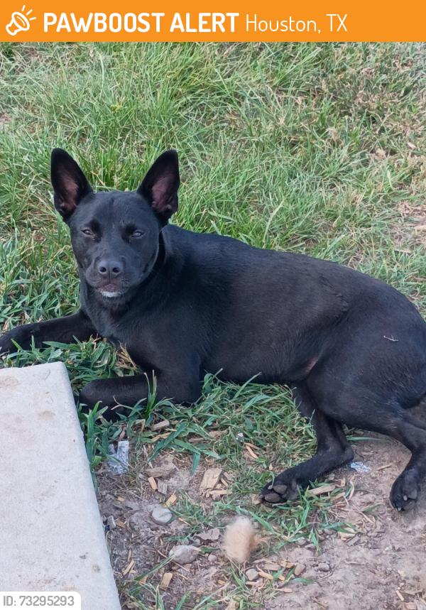 Found/Stray Female Dog last seen Jackrabbit st, Houston, TX 77095