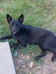 Found/Stray Female Dog last seen Jackrabbit st, Houston, TX 77095