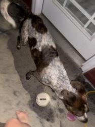 Reunited Male Dog last seen Near Tracy Ln, Clarksville, TN 37040