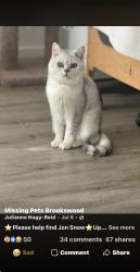 Lost Male Cat last seen Langley, Langley, BC 