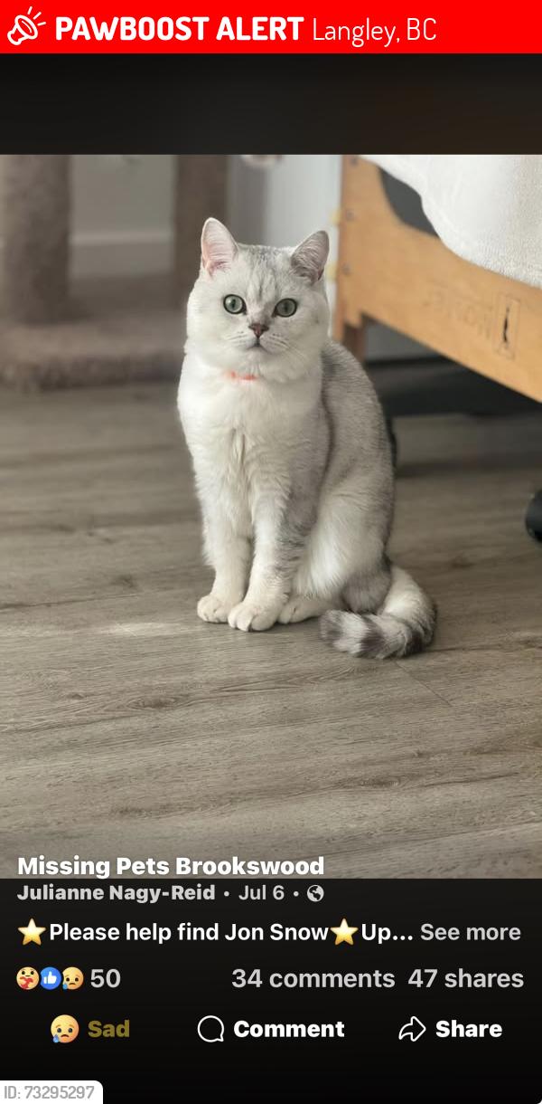 Lost Male Cat last seen Langley, Langley, BC 