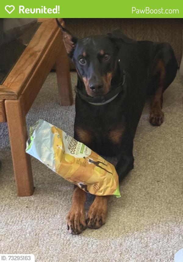 Reunited Male Dog last seen Orchard Rd & SR 318, Mercer, PA 16137