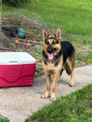 Found/Stray Male Dog last seen North Huron drive Oxon hill MD, Oxon Hill, MD 20745