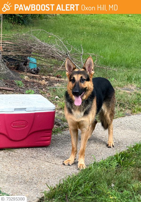 Found/Stray Male Dog last seen North Huron drive Oxon hill MD, Oxon Hill, MD 20745