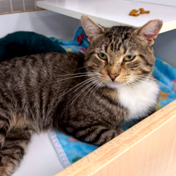 Shelter Stray Male Cat last seen , Animal Care & Control Team of Philly, 111 W Hunting Park Ave, Philadelphia, PA 19140, USA
