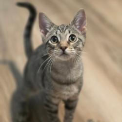 Shelter Stray Male Cat last seen , 8020 Washington St, Port Richey, FL 34668, USA