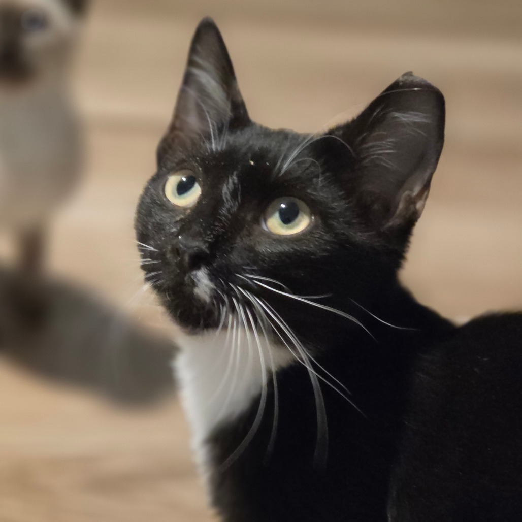Shelter Stray Male Cat last seen , 8020 Washington St, Port Richey, FL 34668, USA