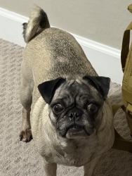 Lost Female Dog last seen Avondale blvd and broadway, Avondale, AZ 85323