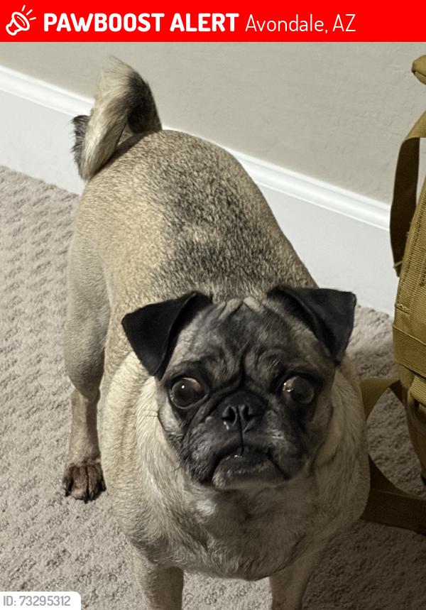 Lost Female Dog last seen Avondale blvd and broadway, Avondale, AZ 85323