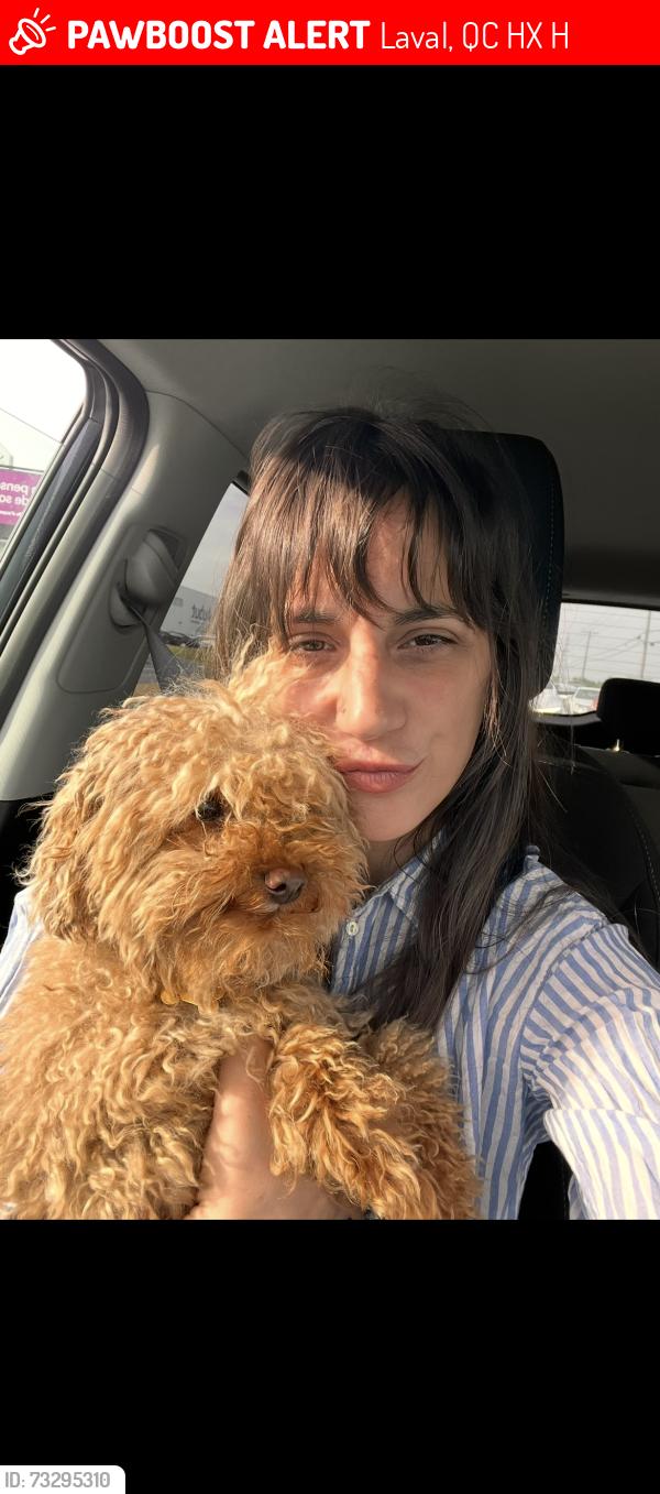 Lost Male Dog last seen notre dame, Laval, QC H7X 4H6