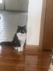 Lost Male Cat last seen S Hampton and Wellington, Aurora, IL 60506