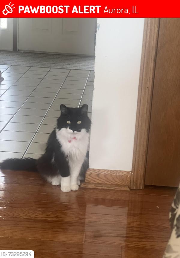 Lost Male Cat last seen S Hampton and Wellington, Aurora, IL 60506