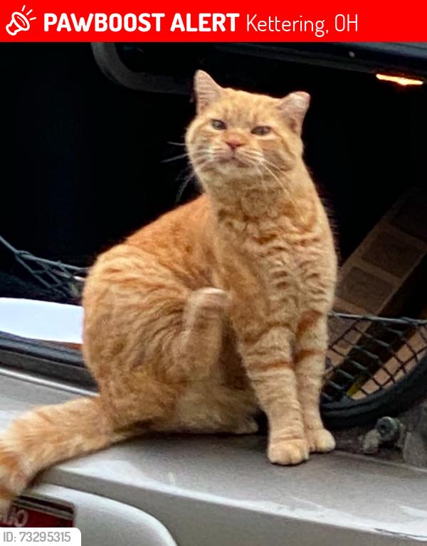 Lost Unknown Cat last seen Evelyn Drive and S. Patterson Blvd., Kettering, OH 45409
