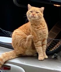 Lost Unknown Cat last seen Evelyn Drive and S. Patterson Blvd., Kettering, OH 45409