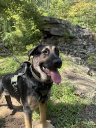 Found/Stray Male Dog last seen Us hwy 31, Hayden, AL 35079