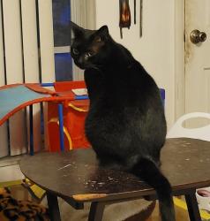 Reunited Female Cat last seen Brook Circle and Oak Lea Drive, South Daytona, FL 32119