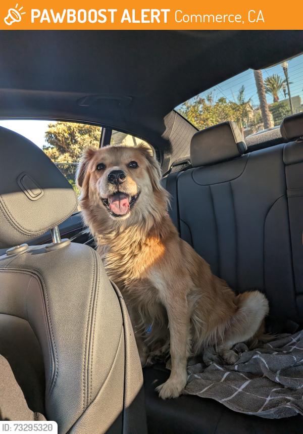 Found/Stray Male Dog last seen Whittier & Hendricks, Commerce, CA 90022
