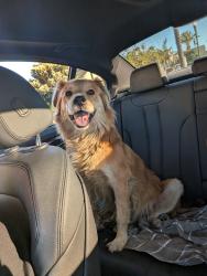 Found/Stray Male Dog last seen Whittier & Hendricks, Commerce, CA 90022
