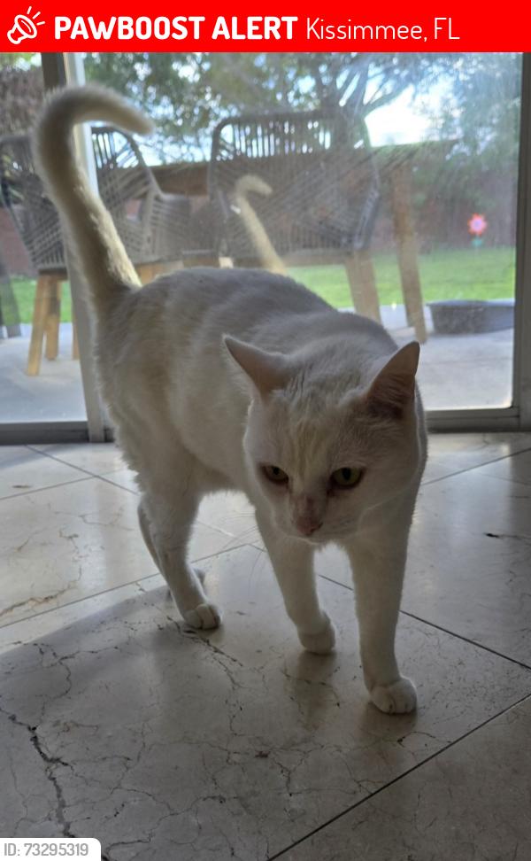 Lost Male Cat last seen Last seen on the edge of the Tapestry community, right behind Renaissance School., Kissimmee, FL 34741