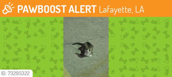 Found/Stray Unknown Cat last seen Popeyes, Lafayette, LA 70507
