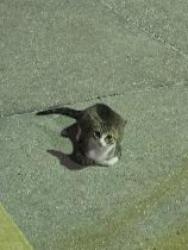 Found/Stray Unknown Cat last seen Popeyes, Lafayette, LA 70507