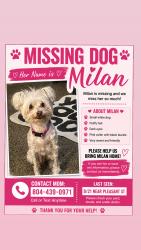 Lost Female Dog last seen Pleasant st, Highland Springs, VA 23075