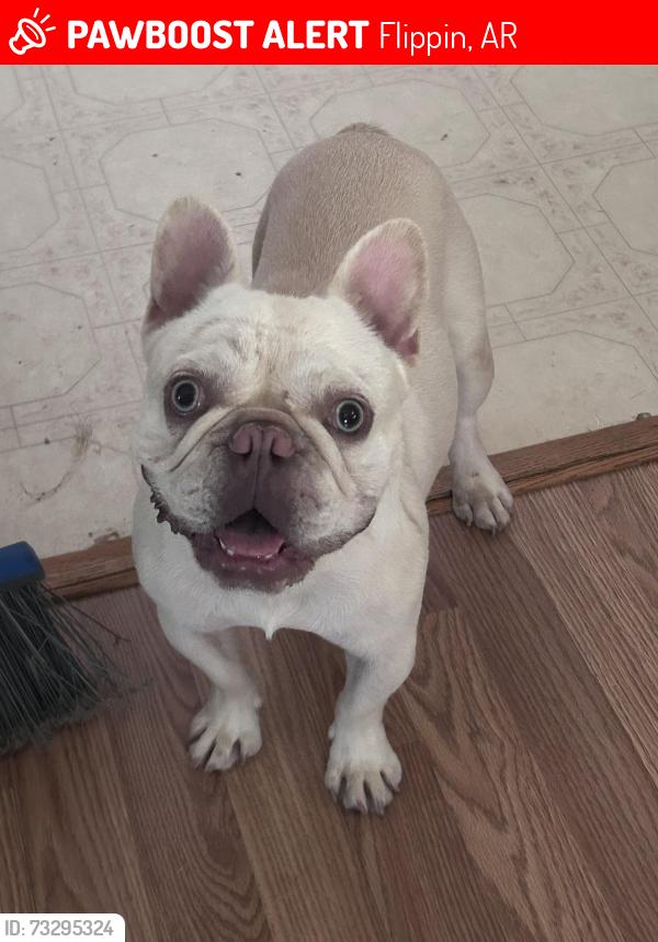 Lost Male Dog last seen South street behind sonic, Flippin, AR 72634
