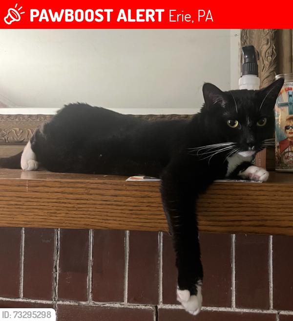 Lost Female Cat last seen Liberty St and 8th St by Sammy’s convenience store, Erie, PA 16502