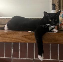 Lost Female Cat last seen Liberty St and 8th St by Sammy’s convenience store, Erie, PA 16502